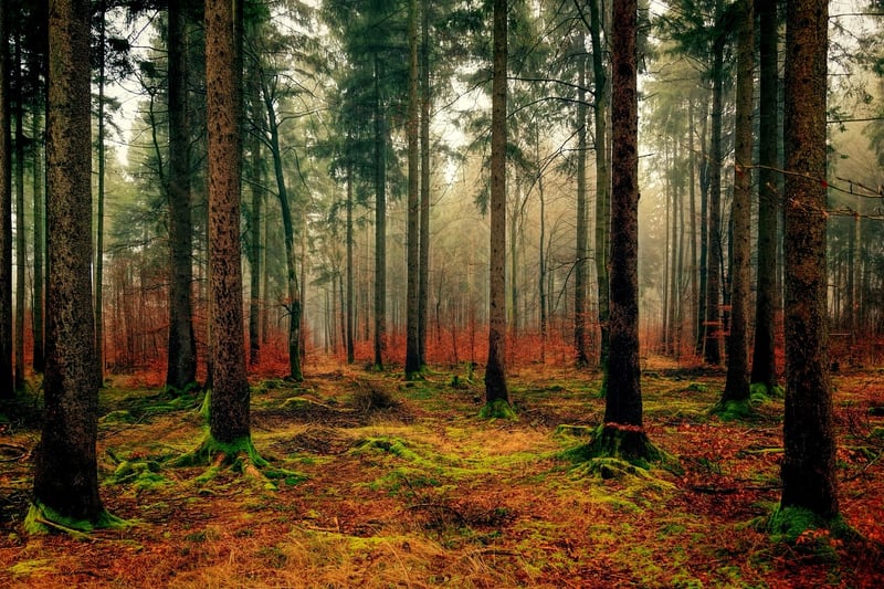 Mossy Elegance