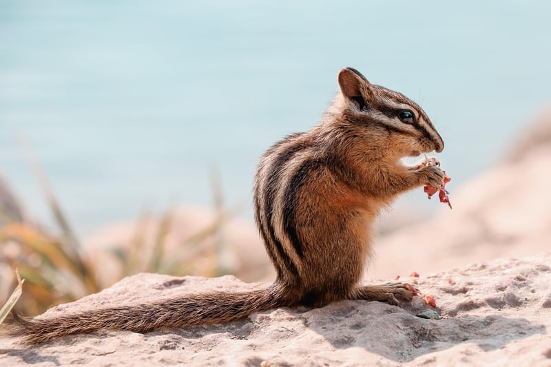Wilderness Eats